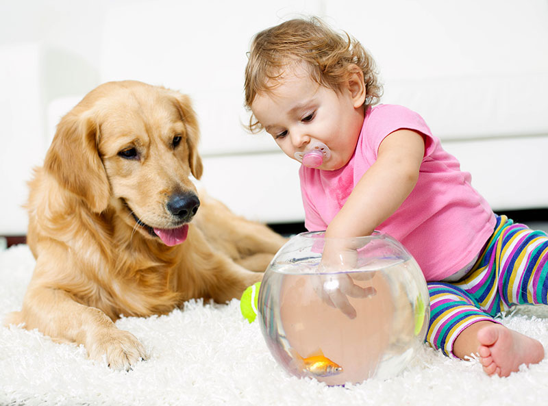 Carpet Cleaning for Pet Owners